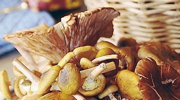 Corsi_micologici_funghi_2023