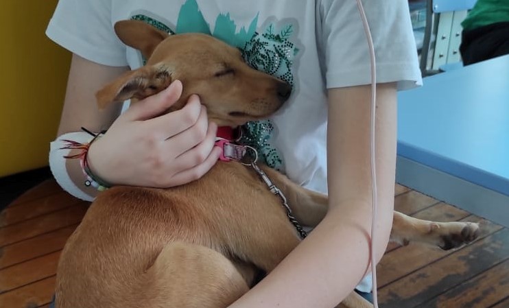 pet