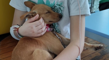 bando pet infusion