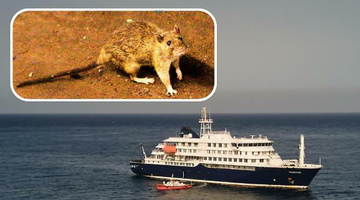 cover hantavirus