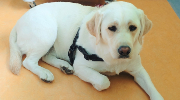 Cane_Joy_Pet_Infusion