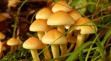 pronta disponibilità micologica